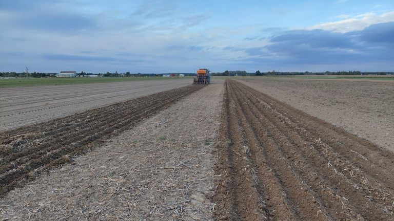 Miedniewice strip-till
